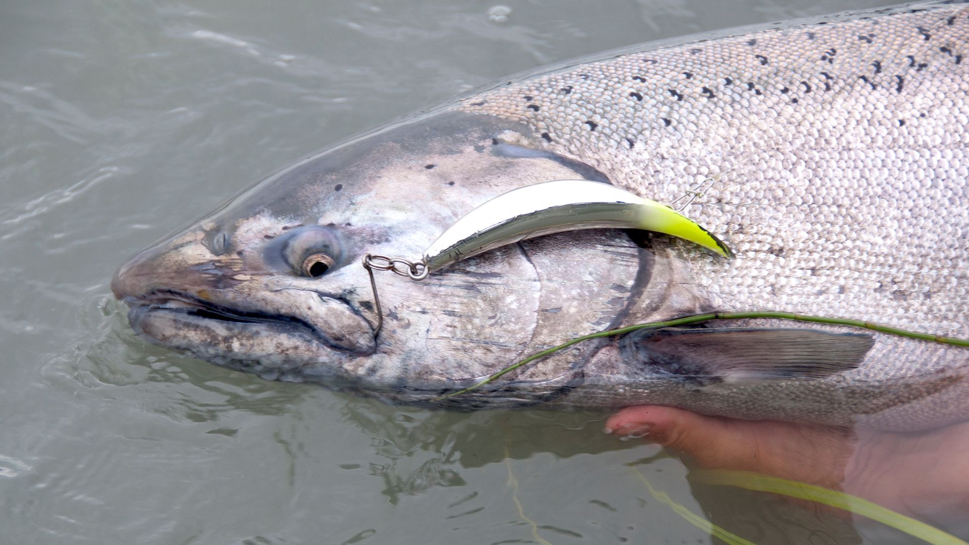 Single hooks on Kwikfish